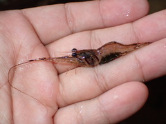 Macrobrachium australe