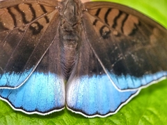 Tanaecia iapis puseda