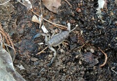 Hormurus