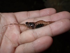 Macrobrachium australe