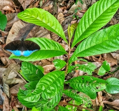 Tanaecia iapis puseda