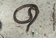 Anilios torresianus
