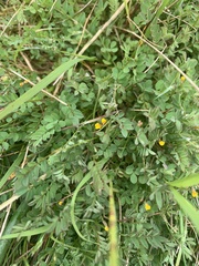 Ornithopus compressus