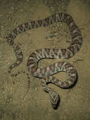 Trimorphodon lyrophanes