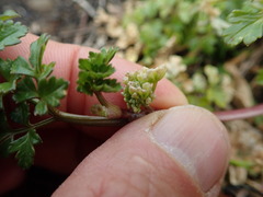 Apium prostratum filiforme