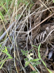 Xanthosia