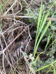 Xanthosia