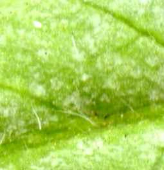 Peronospora viciae