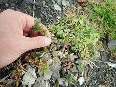 Apium prostratum filiforme