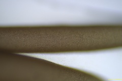 Grateloupia subpectinata
