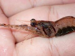 Macrobrachium australe