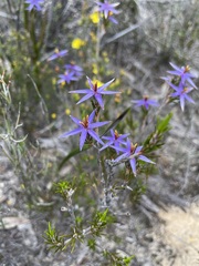 Calectasia intermedia