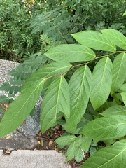 Glochidion zeylanicum