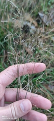Agrostis gigantea
