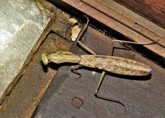 Polyspilota aeruginosa