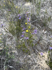 Calectasia intermedia
