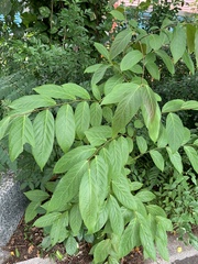 Glochidion zeylanicum