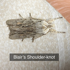 Lithophane leautieri