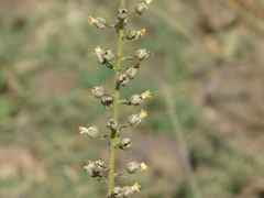 Verbascum coromandelianum