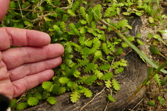 Leptinella dioica