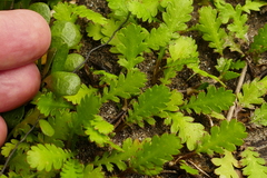Leptinella dioica