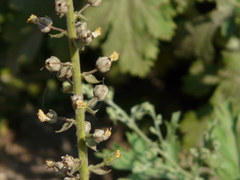 Verbascum coromandelianum