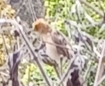 Cisticola exilis