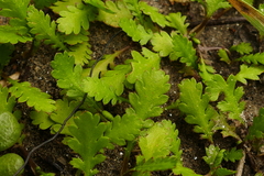 Leptinella dioica
