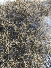 Sarcopoterium spinosum