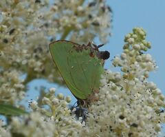 Cyanophrys miserabilis