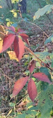 Parthenocissus inserta