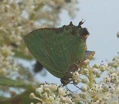 Cyanophrys miserabilis