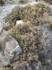 Sarcopoterium spinosum