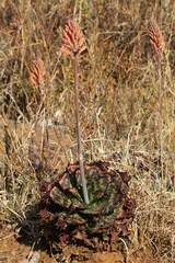 Aloe greatheadii davyana