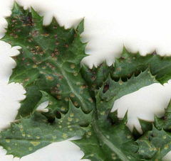 Miyagia pseudosphaeria