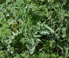 Miyagia pseudosphaeria