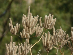 Colebrookea oppositifolia