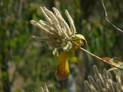 Colebrookea oppositifolia