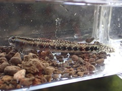 Stiphodon elegans