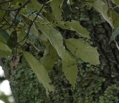 Quercus hypoleucoides