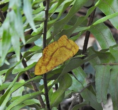 Eumelea rosalia