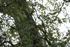 Quercus hypoleucoides