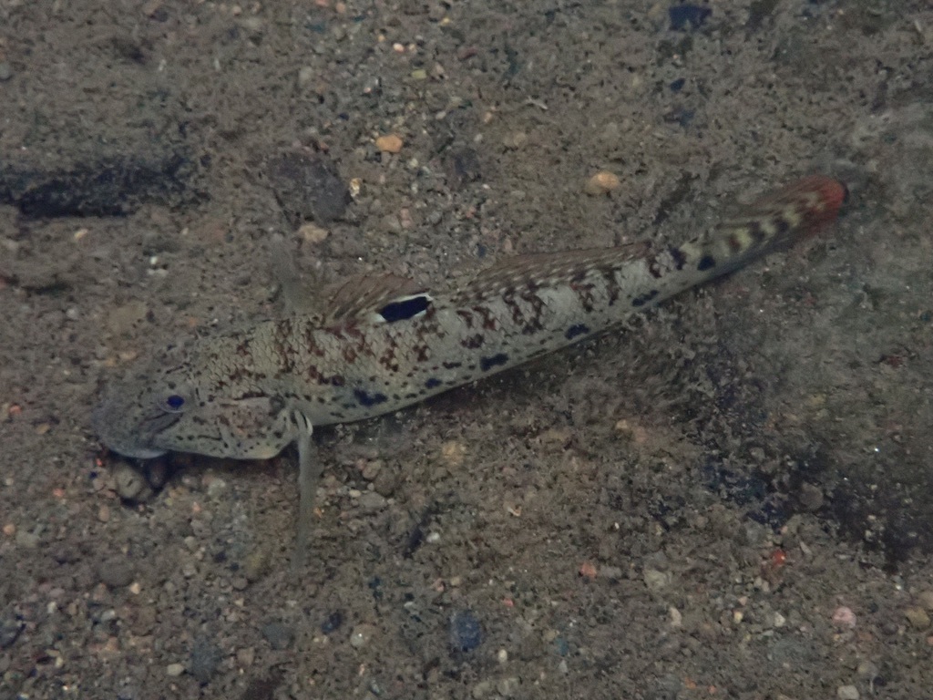 Ocellated goby (Awaous ocellaris) — Gobiidae