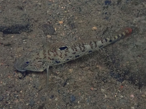 Ocellated goby (Awaous ocellaris) — Gobiidae