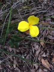 Patersonia umbrosa
