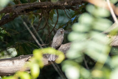 Hypsipetes amaurotis