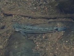 Sicyopterus