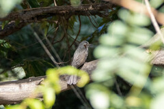 Hypsipetes amaurotis