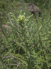Aldama linearis