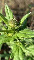 Cirsium serrulatum